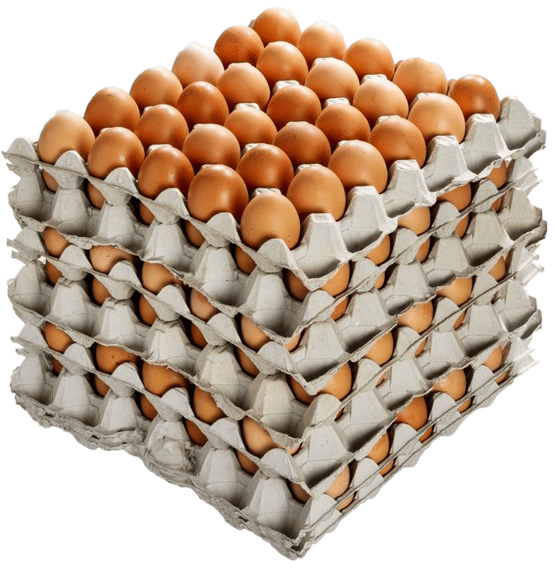 Extra Large Eggs